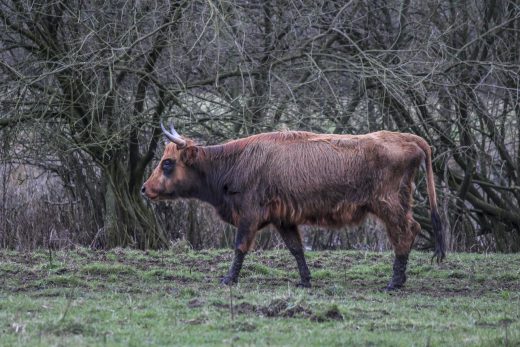 Hintergrundbild Heckrind im Hervester Bruch