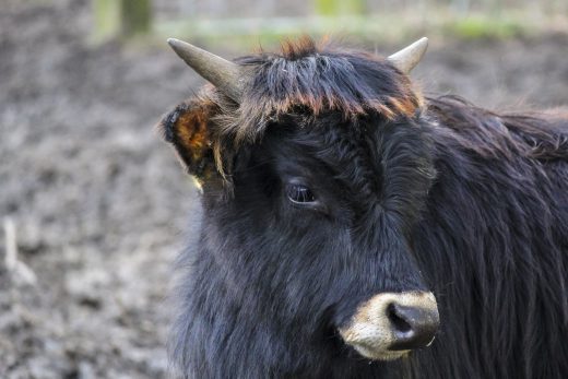 Hintergrundbild Junges Heckrind