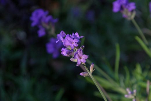 Hintergrundbild Lavendelblüte im Sommergarten