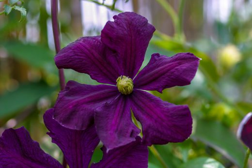 Hintergrundbild Lila Clematis im Schatten