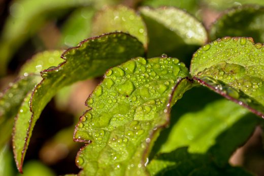Hintergrundbild Morgentau auf Blättern
