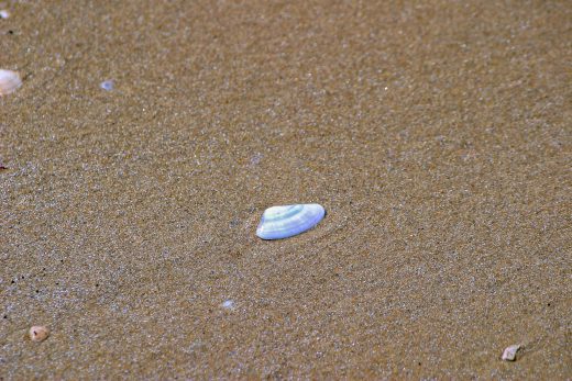 Hintergrundbild Muschel im Sand