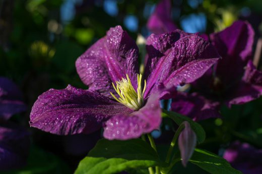 Hintergrundbild Nahaufnahme Clematis