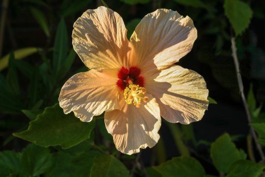 Hintergrundbild Orange Hibiskusblüte