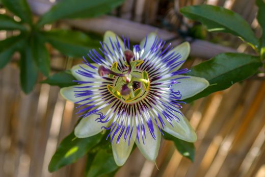 Hintergrundbild Passionsblume Nahaufnahme