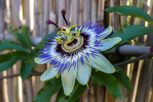 Hintergrundbild Passionsblume in voller Blüte