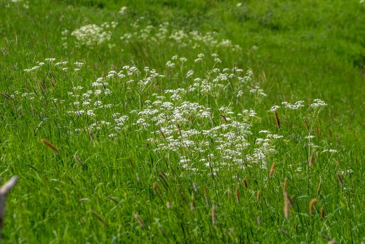 Hintergrundbild Sommerweide