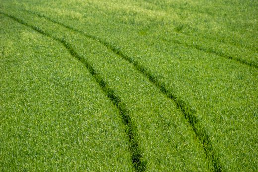 Hintergrundbild Spuren im Feld