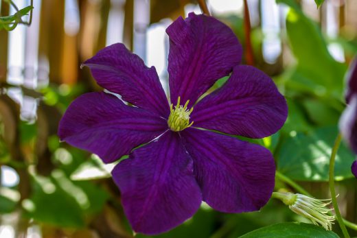 Hintergrundbild Violette Clematis Nahaufnahme