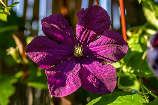 Hintergrundbild Violette Clematis am Morgen
