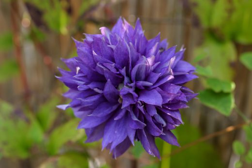 Hintergrundbild Violette Waldrebe in Nahaufnahme