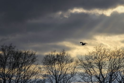 Hintergrundbild Vogel Silhouette