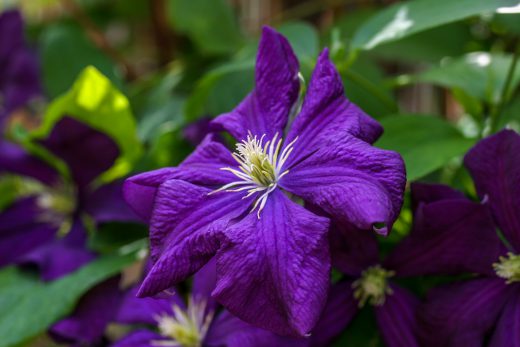 Hintergrundbild Wunderschöne Clematisblüte