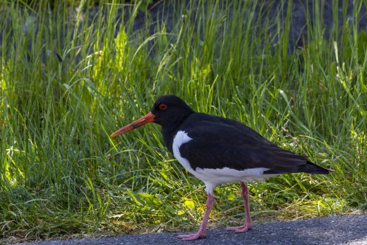 Hintergrundbild Austernfischer auf Futtersuche