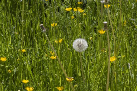 Hintergrundbild Die letzte Pusteblume