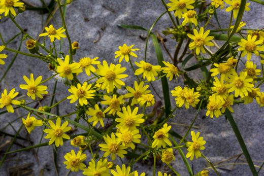 Hintergrundbild - Gelbe Blumen am Strand