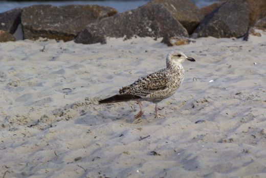 Hintergrundbild - Junge Silbermöwe am Strand