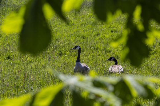 Hintergrundbild Kanadagänse auf einer Wiese