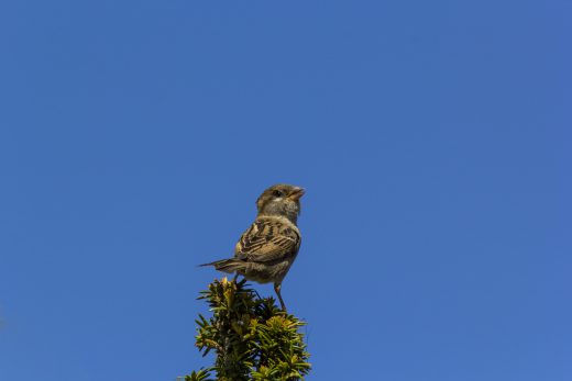 Hintergrundbild Kleiner Sperling