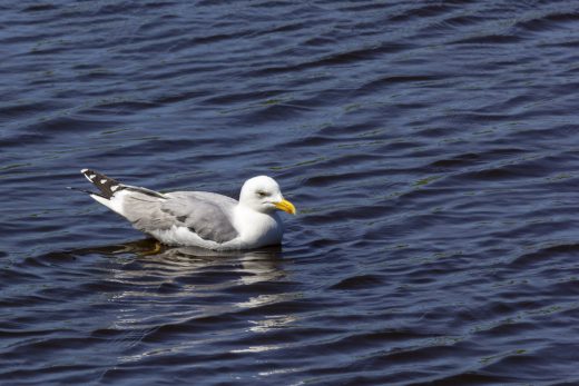 Hintergrundbild Silbermöwe auf dem Wasser
