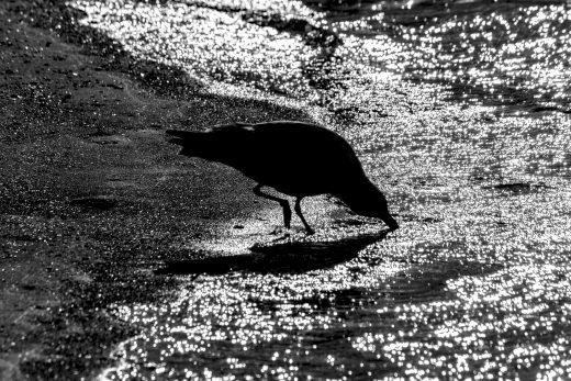 Hintergrundbild - Möwe am Wasser im Gegenlicht