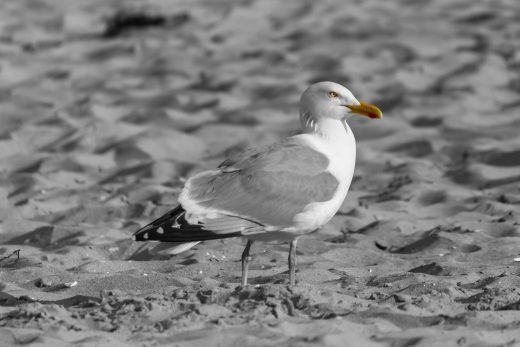 Hintergrundbild - Nahaufnahme einer Silbermöwe