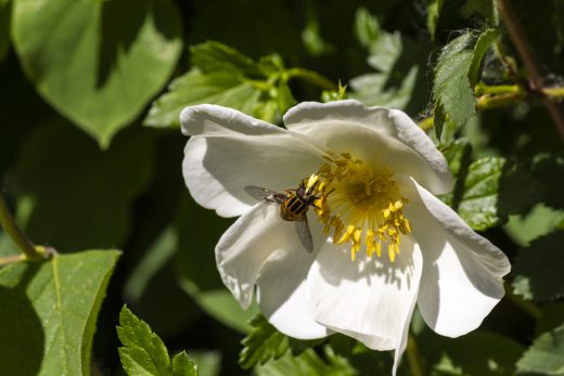 Hintergrundbild Schwebefliege auf einer Wildrose