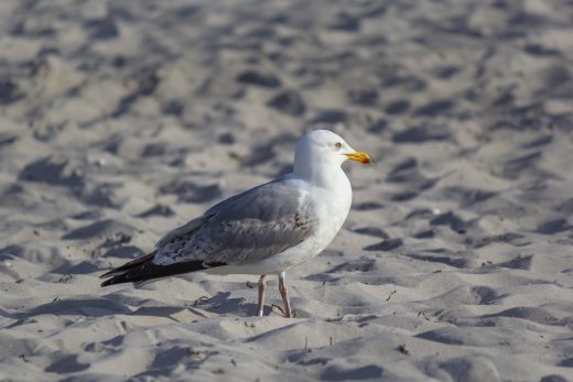 Hintergrundbild - Silbermöwe am Strand