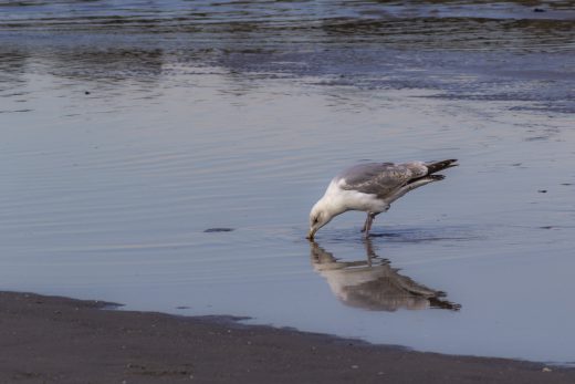 Hintergrundbild - Silbermöwe auf Futtersuche