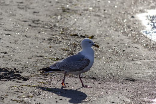 Hintergrundbild - Silbermöwe im Gegenlicht