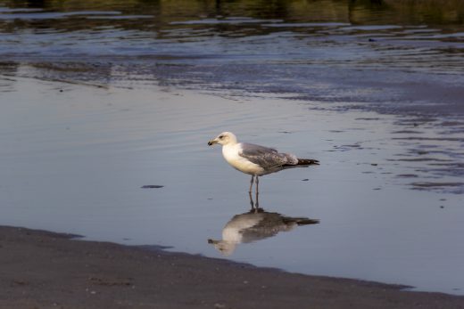 Hintergrundbild - Silbermöwe im Wasser