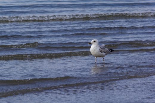 Hintergrundbild - Silbermöwe im seichten Wasser