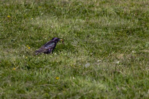 Hintergrundbild Star bei der Futtersuche