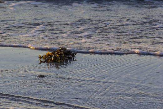 Hintergrundbild Treibgut Ostseestrand