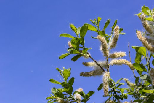 Hintergrundbild Weidenblüten im Frühling