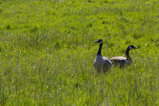 Hintergrundbild Zwei Kanadagänse