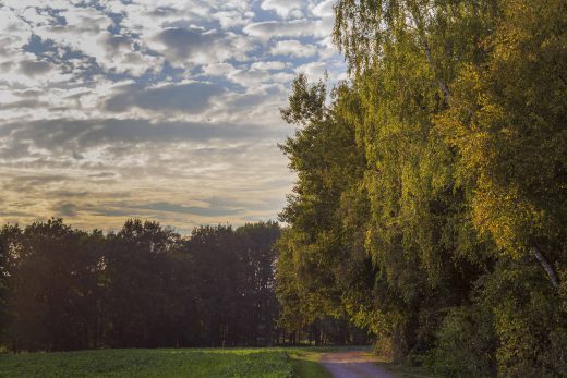 Hintergrundbild - Am Feldrand im Herbst