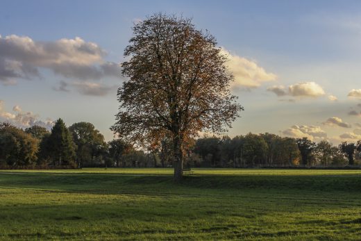 Hintergrundbild - Baum am Feldrand