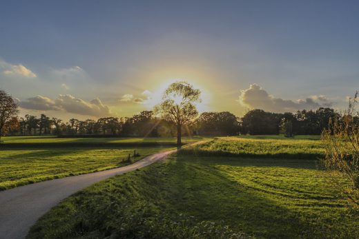 Hintergrundbild - Baum mit Sonnenuntergang