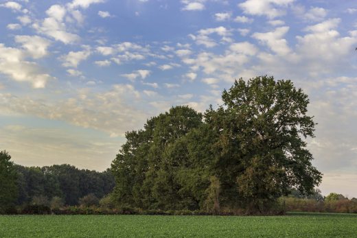 Hintergrundbild - Baumgruppe im Herbst