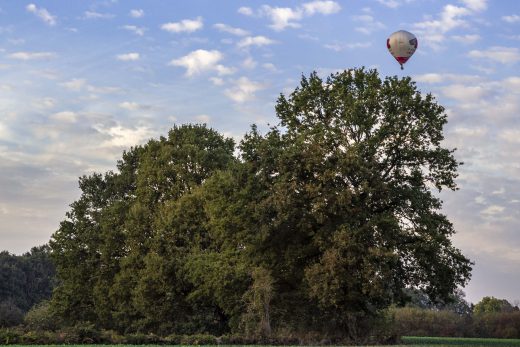 Hintergrundbild - Baumgruppe mit Heißluftballon