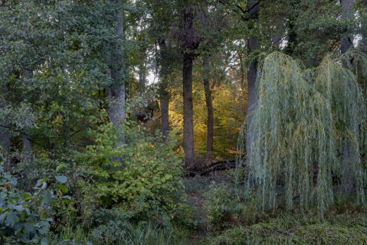 Hintergrundbild - Blick in den Wald