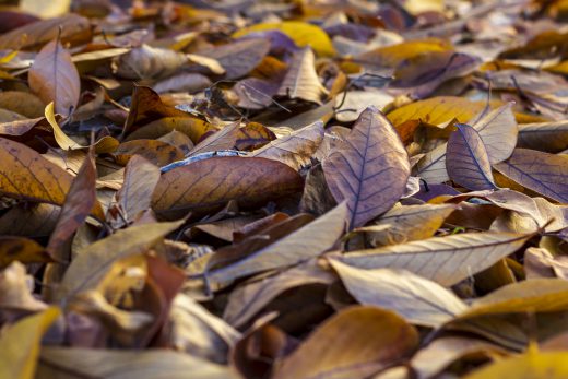 Hintergrundbild - Braunes Herbstlaub in Nahaufnahme