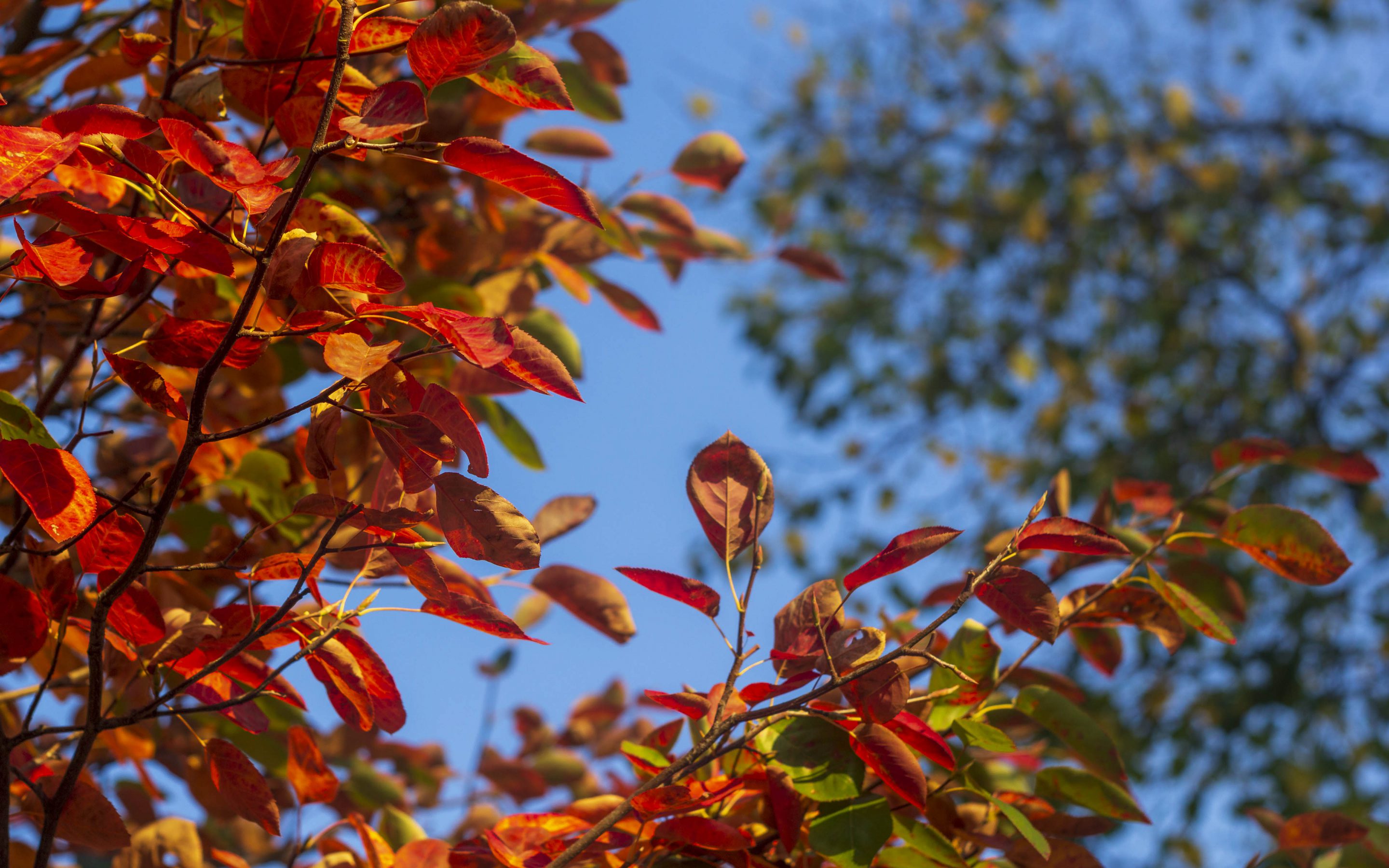 Hintergrundbilder Bunte Farben Im Herbst