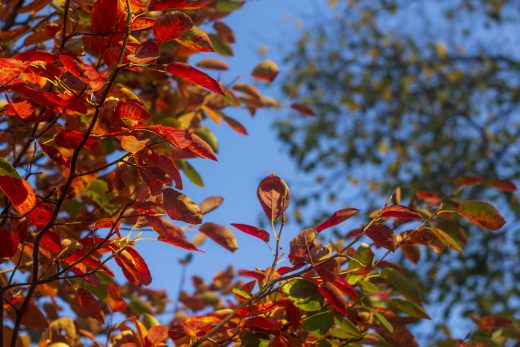 Hintergrundbild - Bunte Farben im Herbst