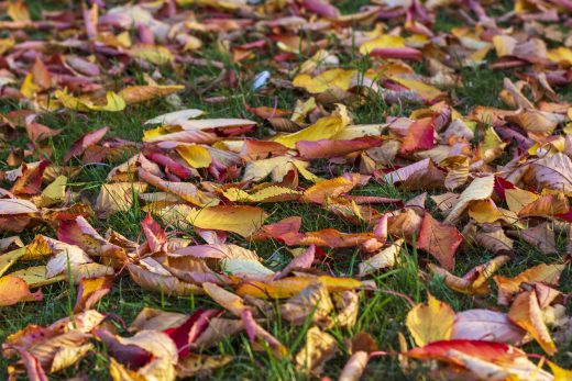 Hintergrundbild - Buntes Herbstlaub