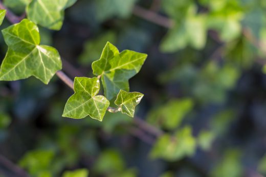 Hintergrundbild - Efeu in Nahaufnahme