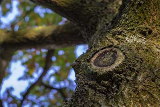 Hintergrundbild - Eichenstamm in Nahaufnahme