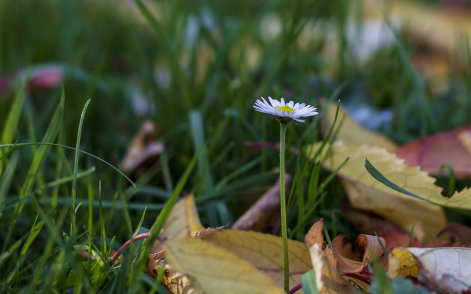 Hintergrundbilder Einsames Ganseblumchen