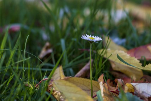 Hintergrundbild - Einsames Gänseblümchen